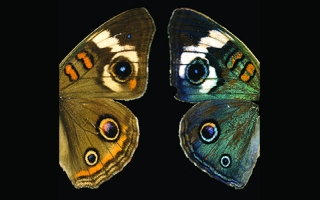 Wild-type buckeye butterfly (Junonia coenia, left) compared to a mutant with the optix gene deleted (right).