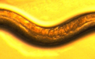 Adult C. elegans, 5 days old.