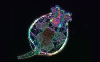 Brachionus rotifer