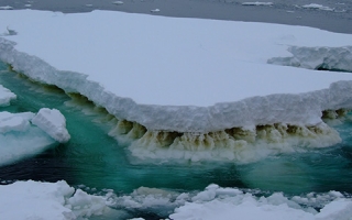 Sea ice in Antarctica showing a brown layer of ice algae. 