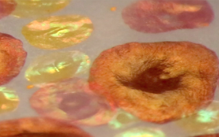 Close up of iridescent reflectance from expanded yellow red and brown squid chromatophores.