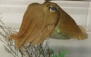 Common Cuttlefish