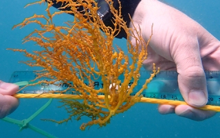 A diver measuring the size of a newly outplanted bunch of Eucheumatopis isiformis, a red seaweed native to the Caribbean.