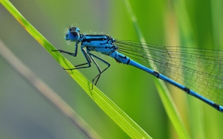 An azure hawker dragonflly