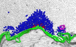 Reconstruction of a lamprey reticulospinal synapse overlaid onto an electron micrograph of the same synapse. 