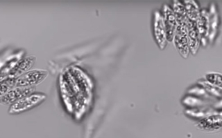 Screenshot of Enallax costatus undergoing division in a microfluidic chamber.