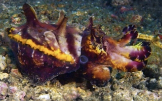 Flamboyant cuttlefish