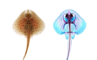 A little skate (Leucoraja erinacea) hatchling (left) with a skeletal preparation of a little skate hatchling (right), with cartilage stained blue and mineralized tissues stained pink.