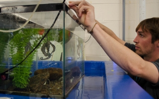 Bret Grasse checks on a mimic octopus (Thaumoctopus mimicus) in the MBL's Marine Resources Center.