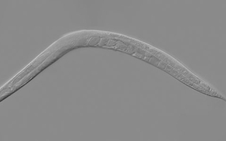 C. elegans worm