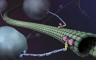 Artistic depiction of kinesin transporting membranes along microtubules.