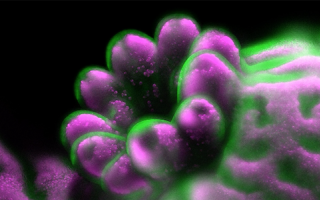 Staghorn coral polyp (Acropora muricata) emerging in low light. The coral tissue is green, the photosynthetic algae are magenta. 