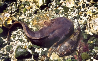 A female (bottom) and male Pacific midshipman fish (top).