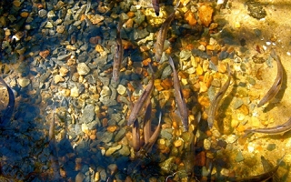 Alewife (Alosa pseudoharengus) during their seasonal migration.