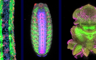 zebrafish, fruit fly and squid