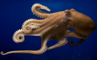 Octopus swimming