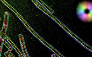 screenshot from video showing Z-stack of LC-PolScope images of cell wall sacculi purified wild type B. subtilis. 