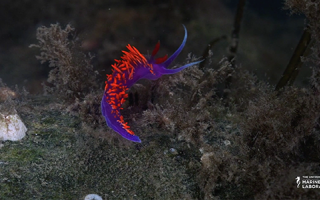 Screenshot of the Spanish shawl nudibranch (Flabellinopsis iodinea