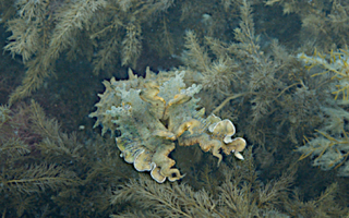 Sepia apama (giant Australian cuttlefish) expressing its papillae for camouflage purposes. 