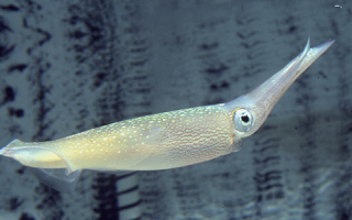 Longfin Squid