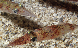 Longfin inshore squid