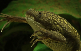 Xenopus laevis