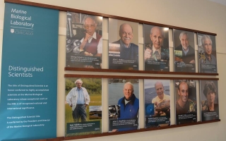 Distinguished Scientists of the Marine Biological Laboratory banner on wall