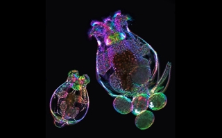 Mother rotifer (Brachionus manjavacas) carrying four eggs (right) and newly-hatched daughter (left). Image of live rotifers acquired using polychromatic polarization and phase contrast. 