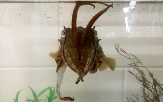 A common cuttlefish (Sepia officinalis) in a tank at the Marine Biological Laboratory. 