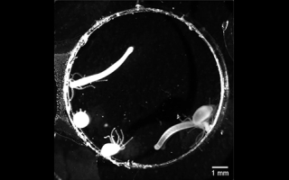 Freely behaving Hydra exhibiting different motor behaviors (elongation, contraction, somersaulting).