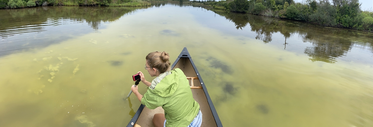 Bloom of anoxygenic phototrophs