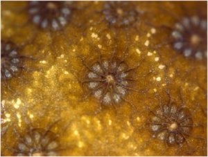 Porites astreoides polyps