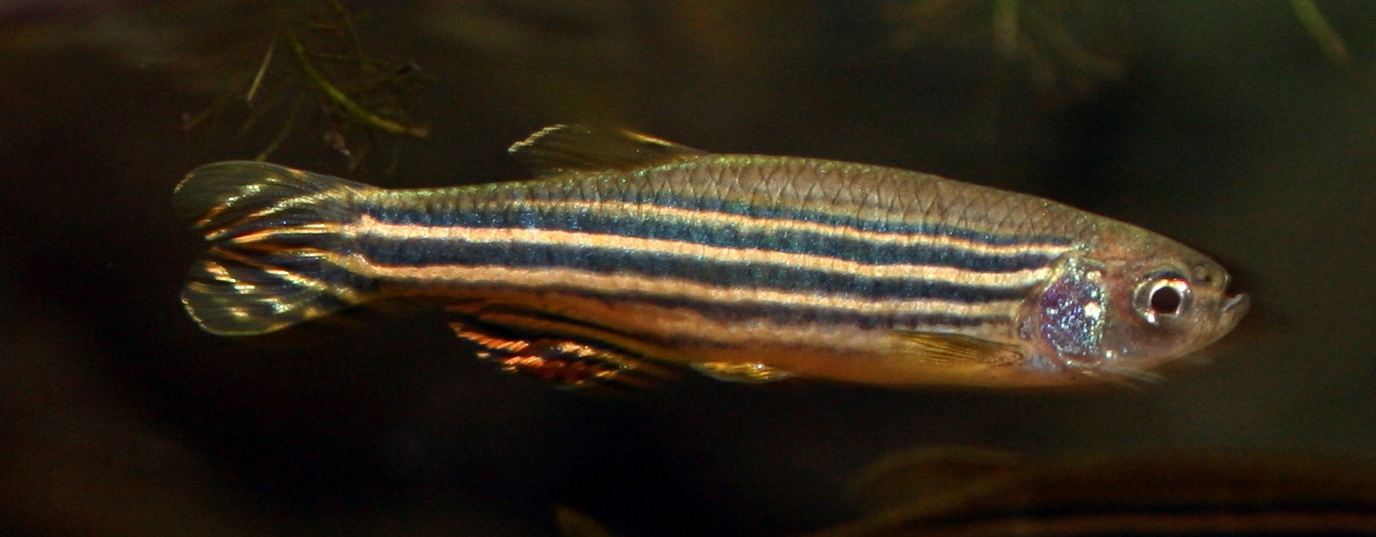 zebrafish