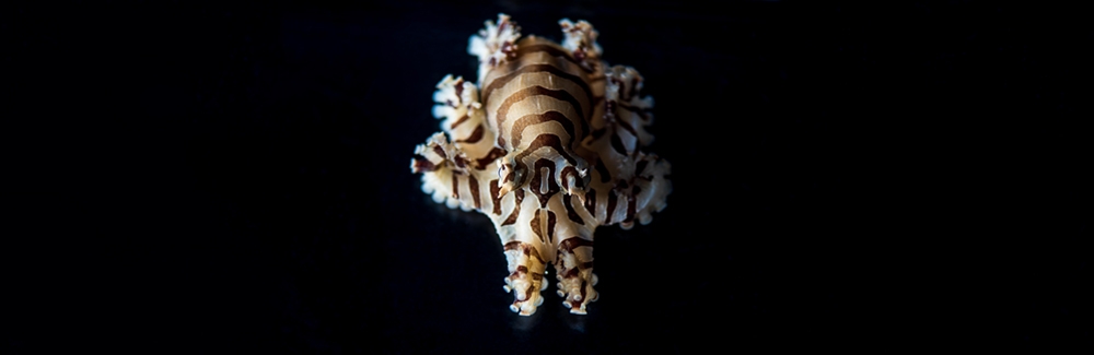 Pygmy zebra octopus 