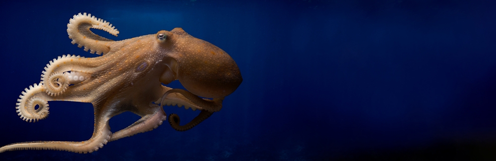 california two spot octopus