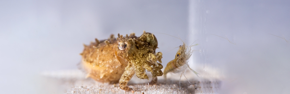 Dwarf Cuttlefish