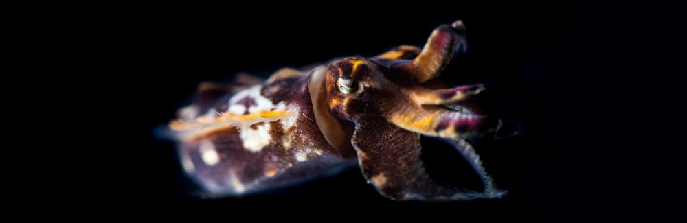 Flamboyant cuttlefish