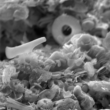 Microscopic Photos of the Deep Ocean Flux