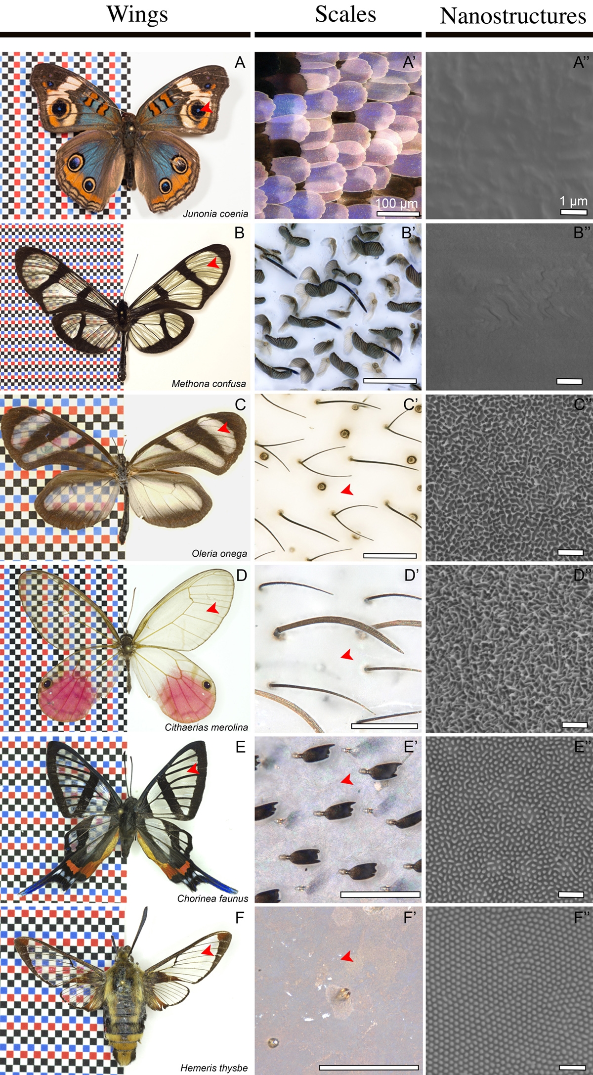 distantly related species of butterflies