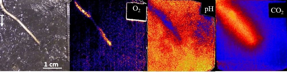 Imaging Oxygen, pH and CO2 dynamics around roots of the marsh grass Spartina anglica