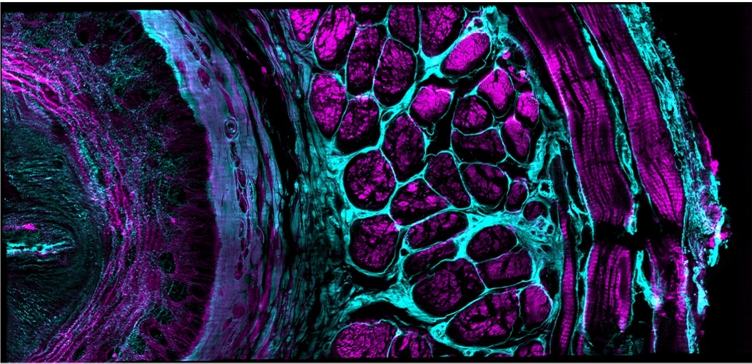 mouse esophageal tissue