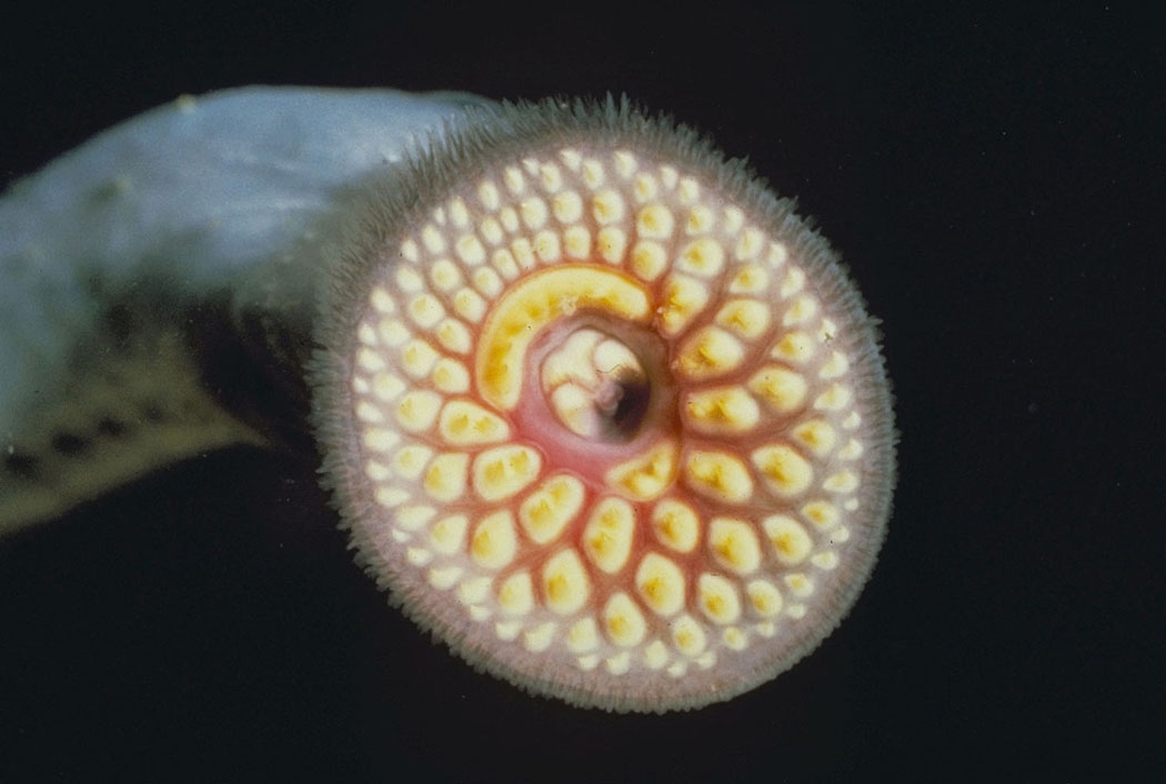 Adult sea lamprey
