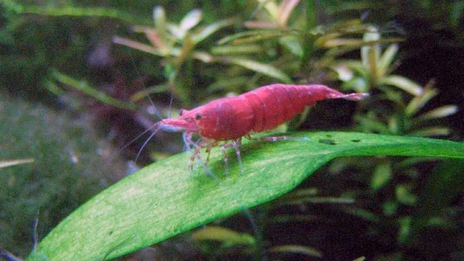 Cherry Shrimp