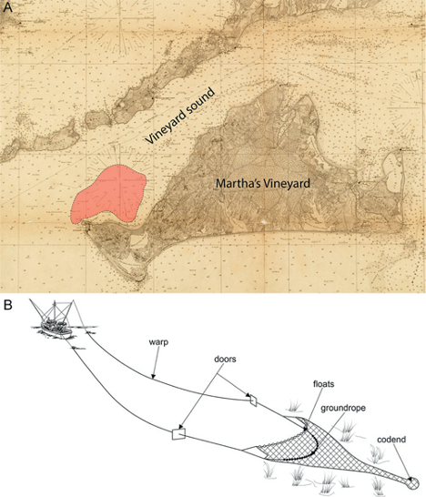 A map of skate breeding grounds in Vineyard Sound