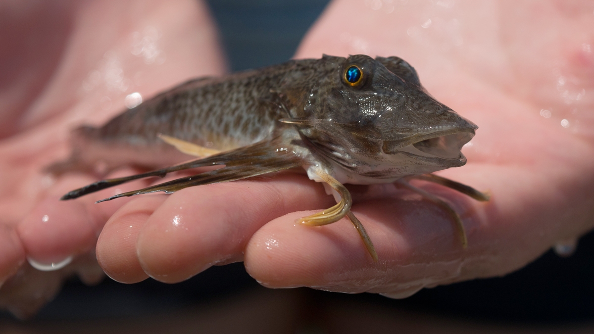 juvenile sea robin