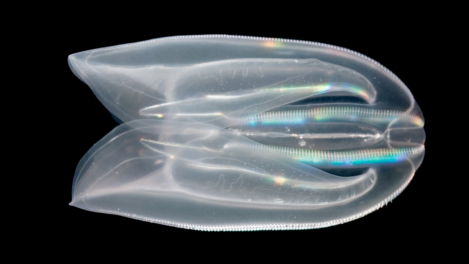 comb jelly