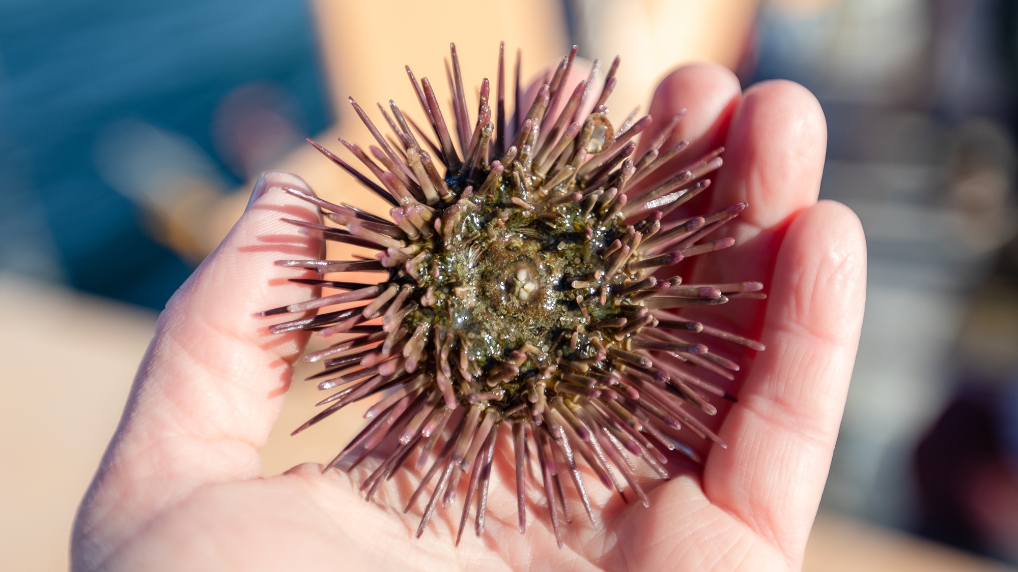 Purple Sea Urchin (Arbacia punctulate) in a hand.