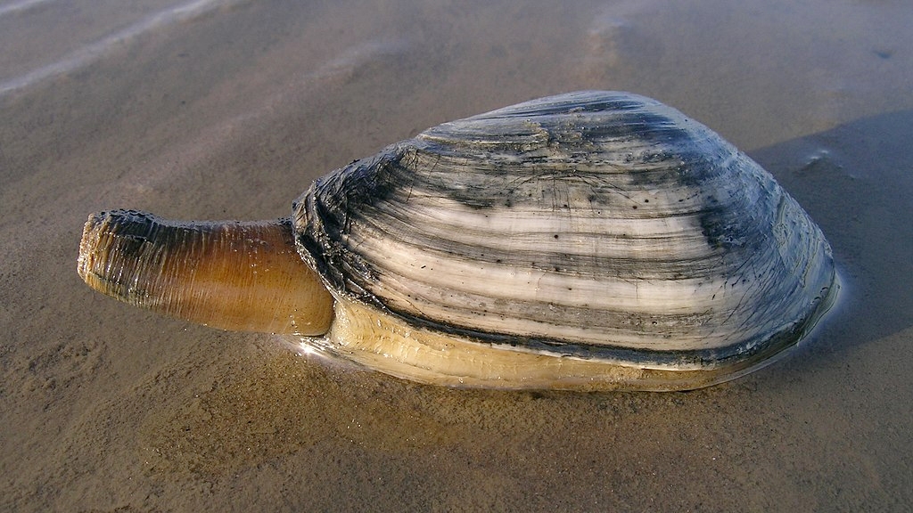 Softshell clam (Mya arenaria).
