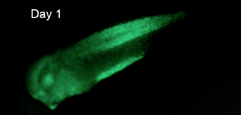 Xtr.Et(eef1a1:GFP)psvbiMead