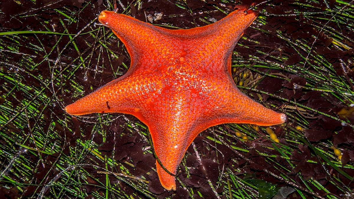 Bat Star. Credit: Jerry Kirkhart, Wikimedia Commons